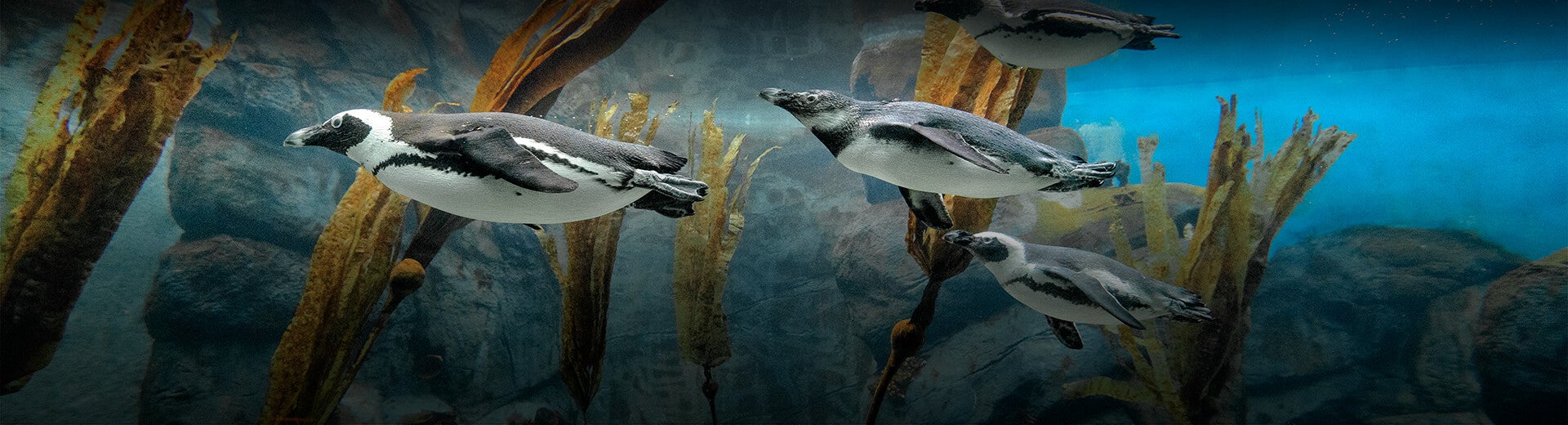 penguins swimming underwater