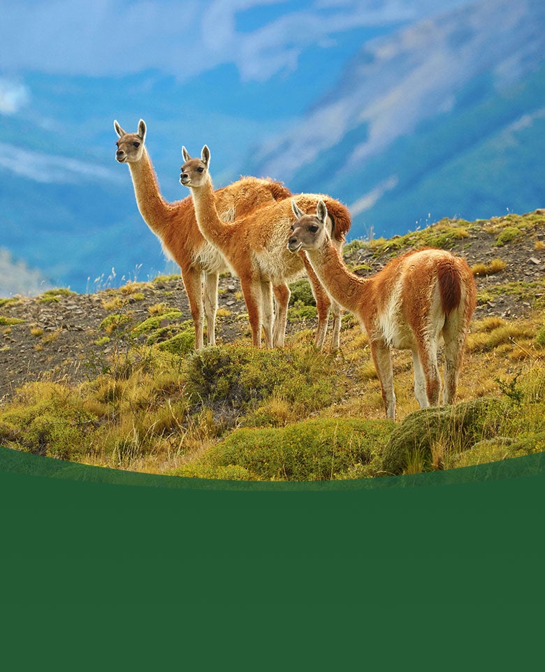 SDZWA adventures patagonia guanaco