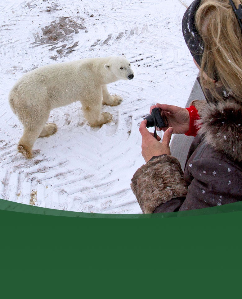 SDZWA adventures polar bear