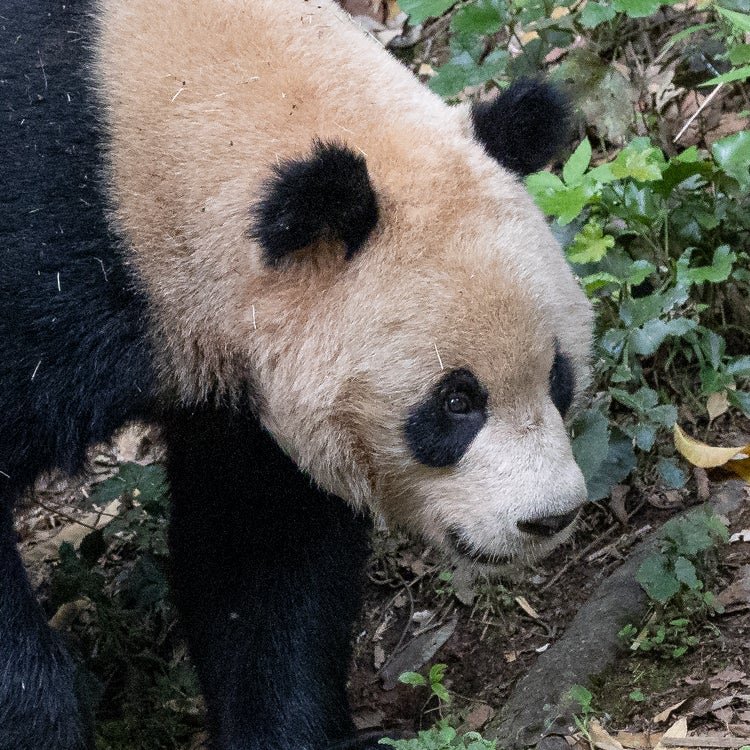 panda yun chuan