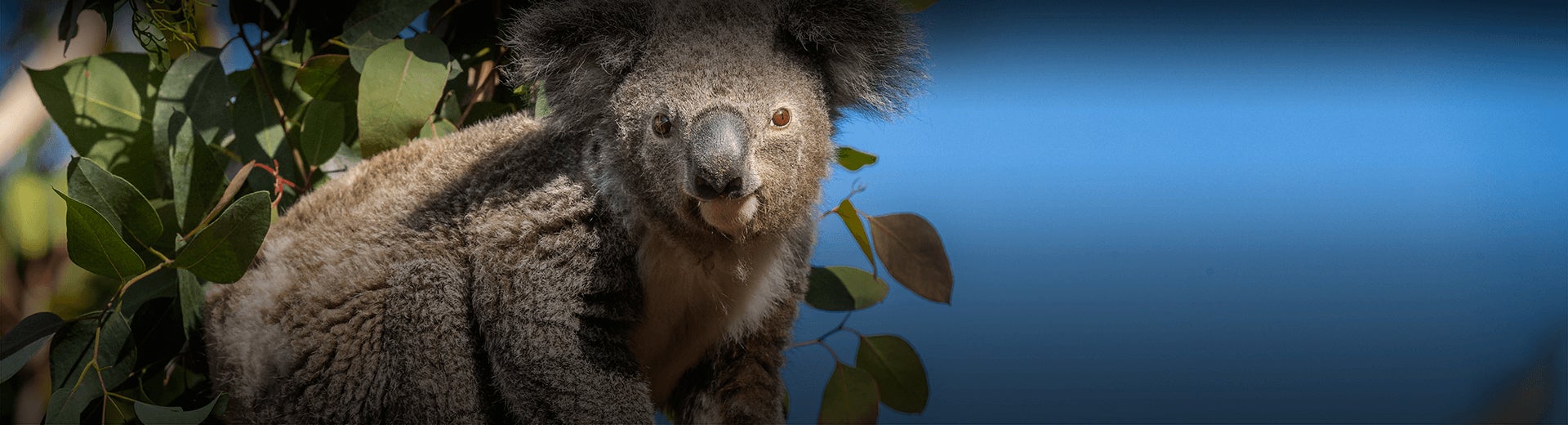 koala 