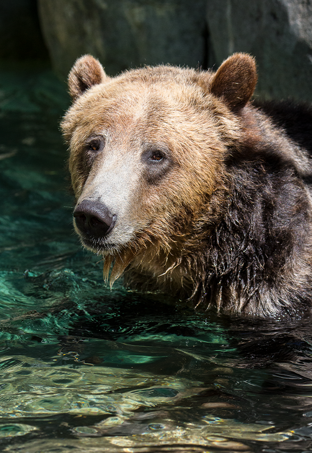 Grizzley Bear in water