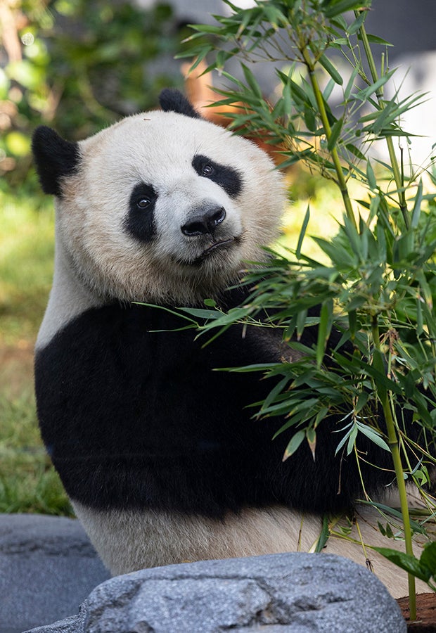 Panda for Elite Tour Image