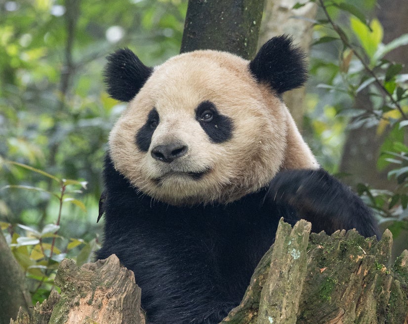 panda