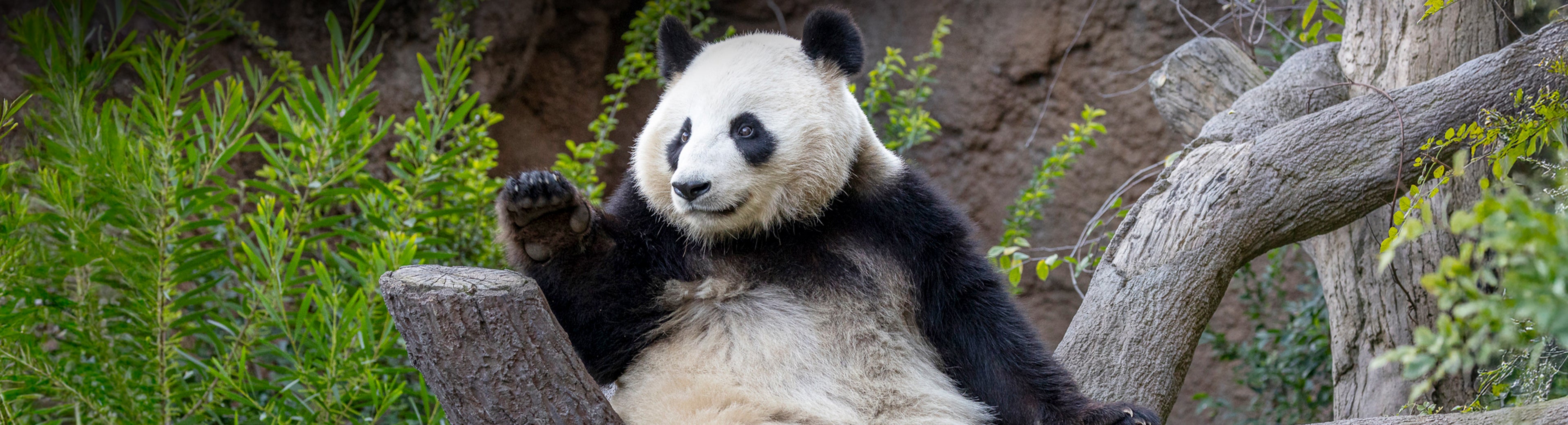 Giant Panda in a tree