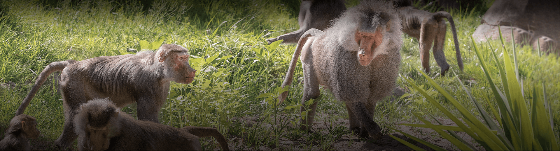 Baboons walking around thier habitiat.