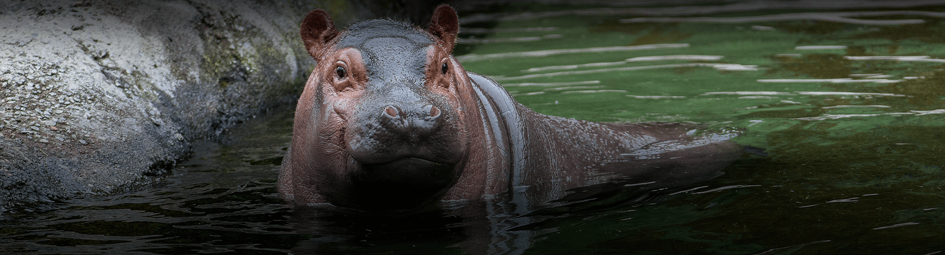 Hippo in the water