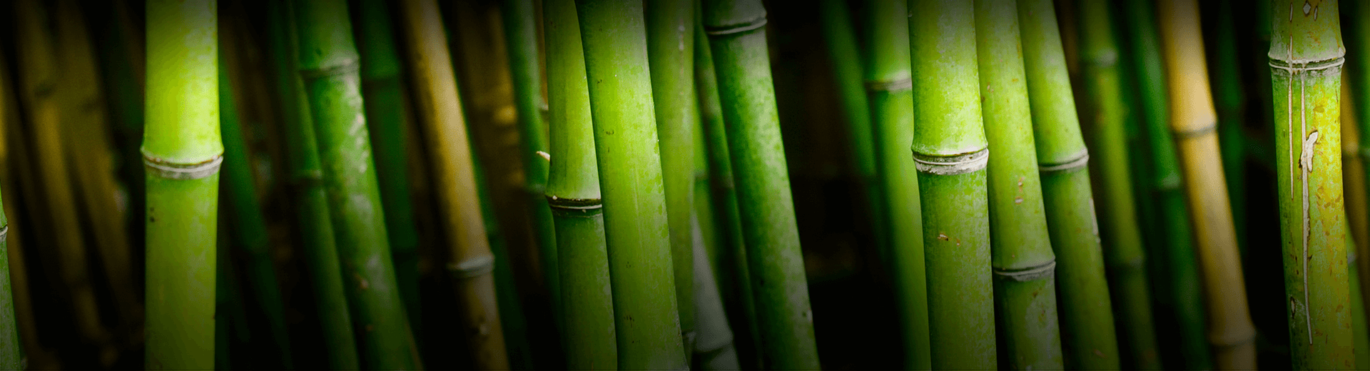 Bamboo forrest