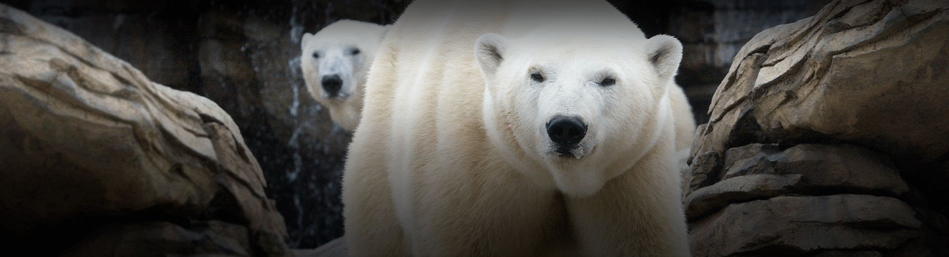 Polar bears walking towards the camera