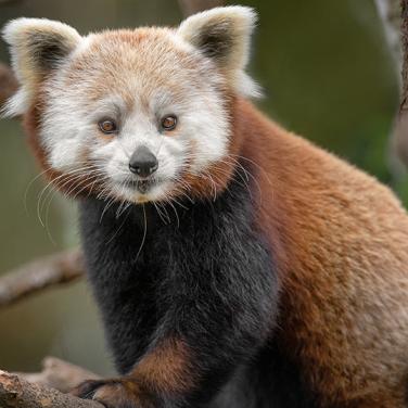 red panda on a branch