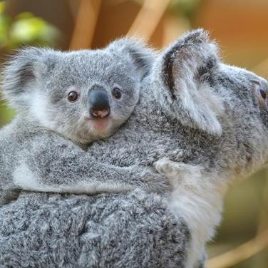 koala and joey