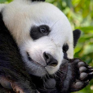 Giant panda