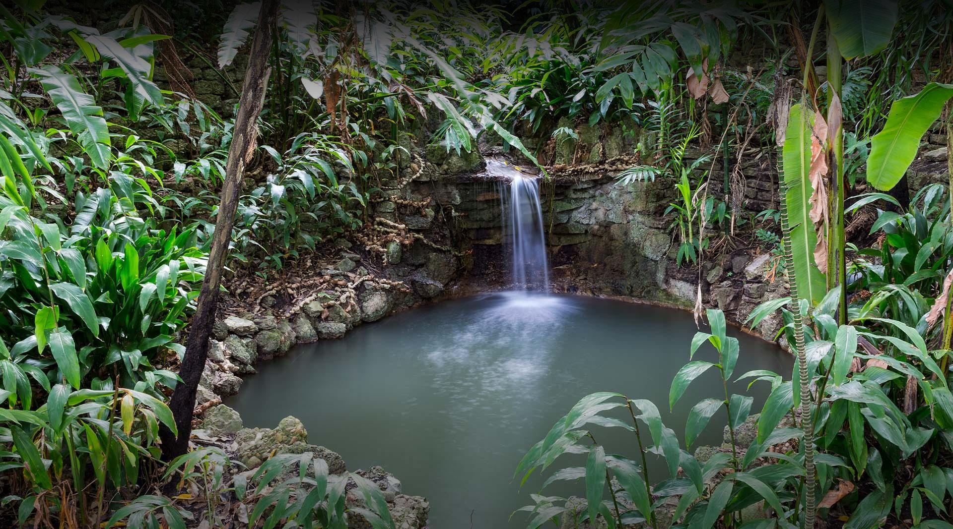 Plants and small waterfall into body of water