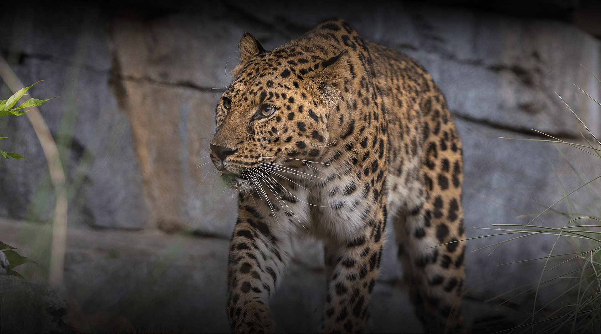 Amur leopard looks left.