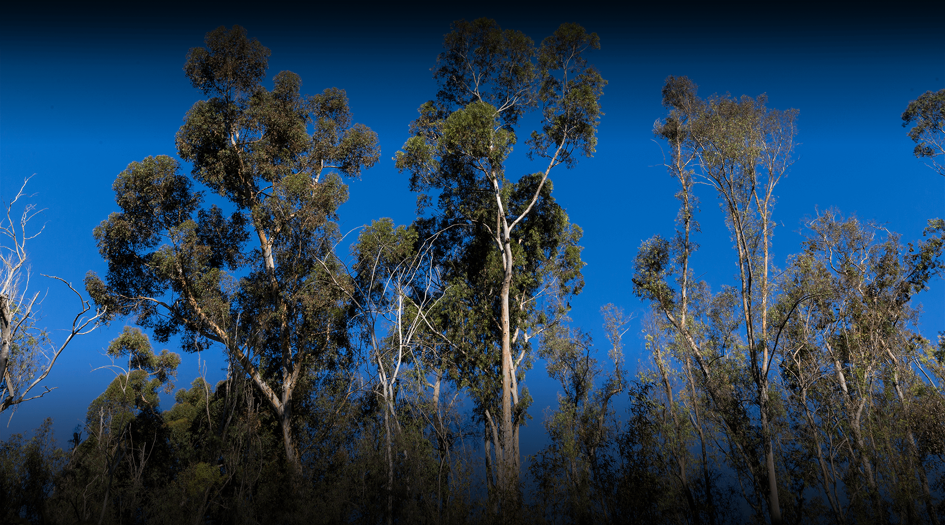 Australian gardens at San Diego Zoo