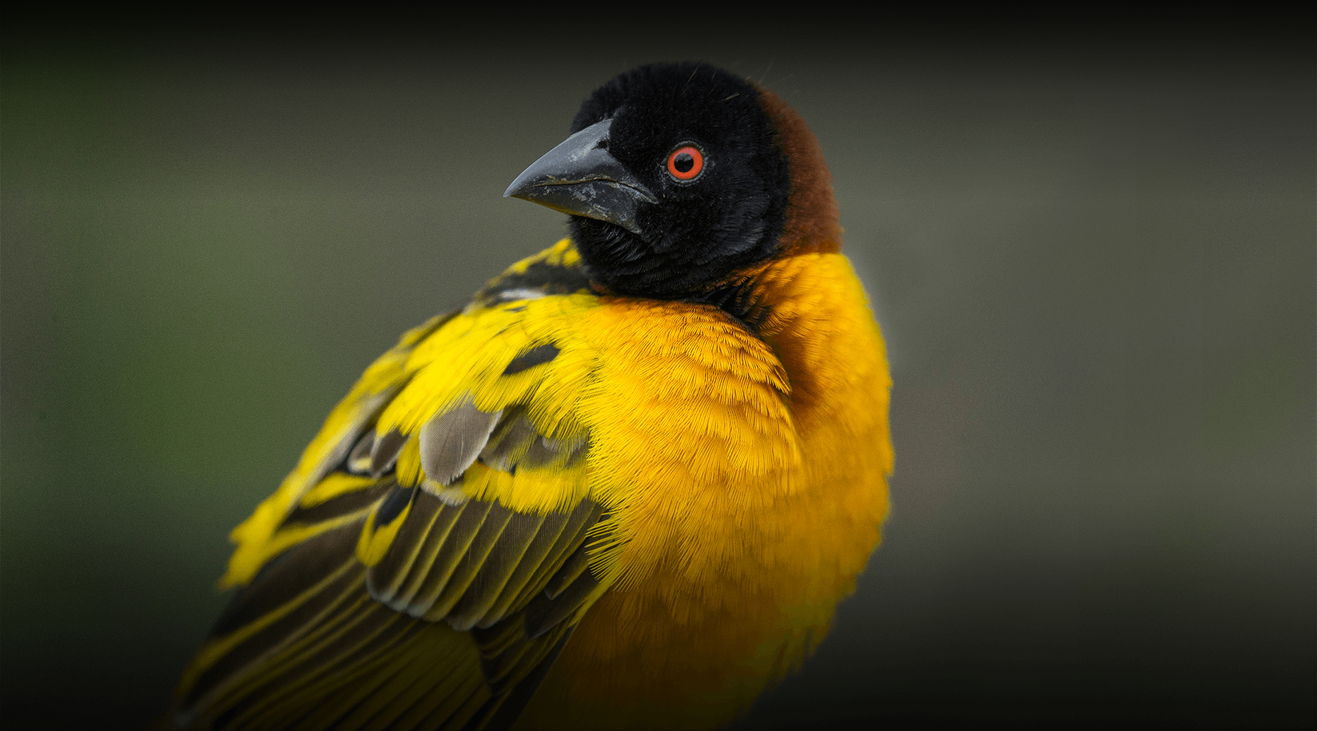 Black-Headed Weaver bird looks left. 