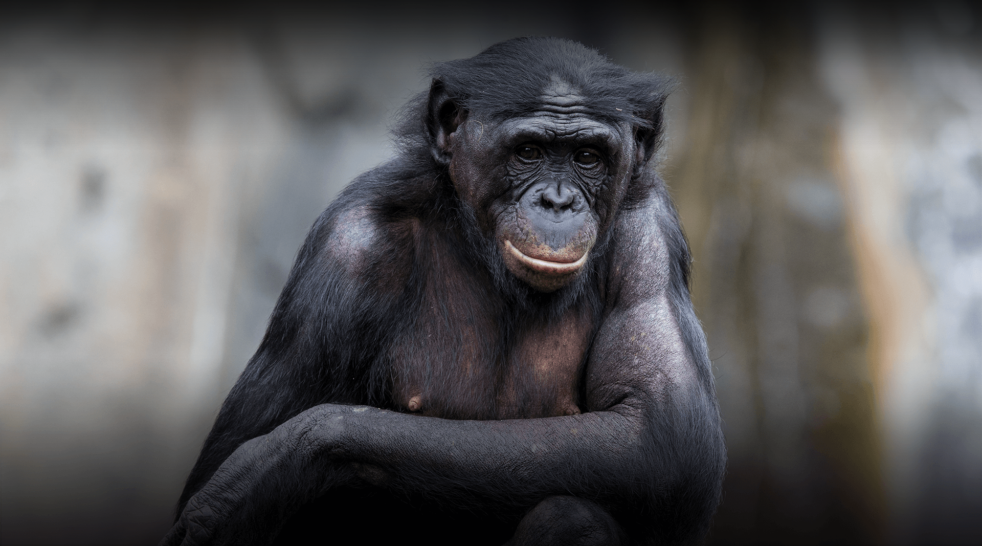 Bonobo sits with arms crossed and looks at the camera.