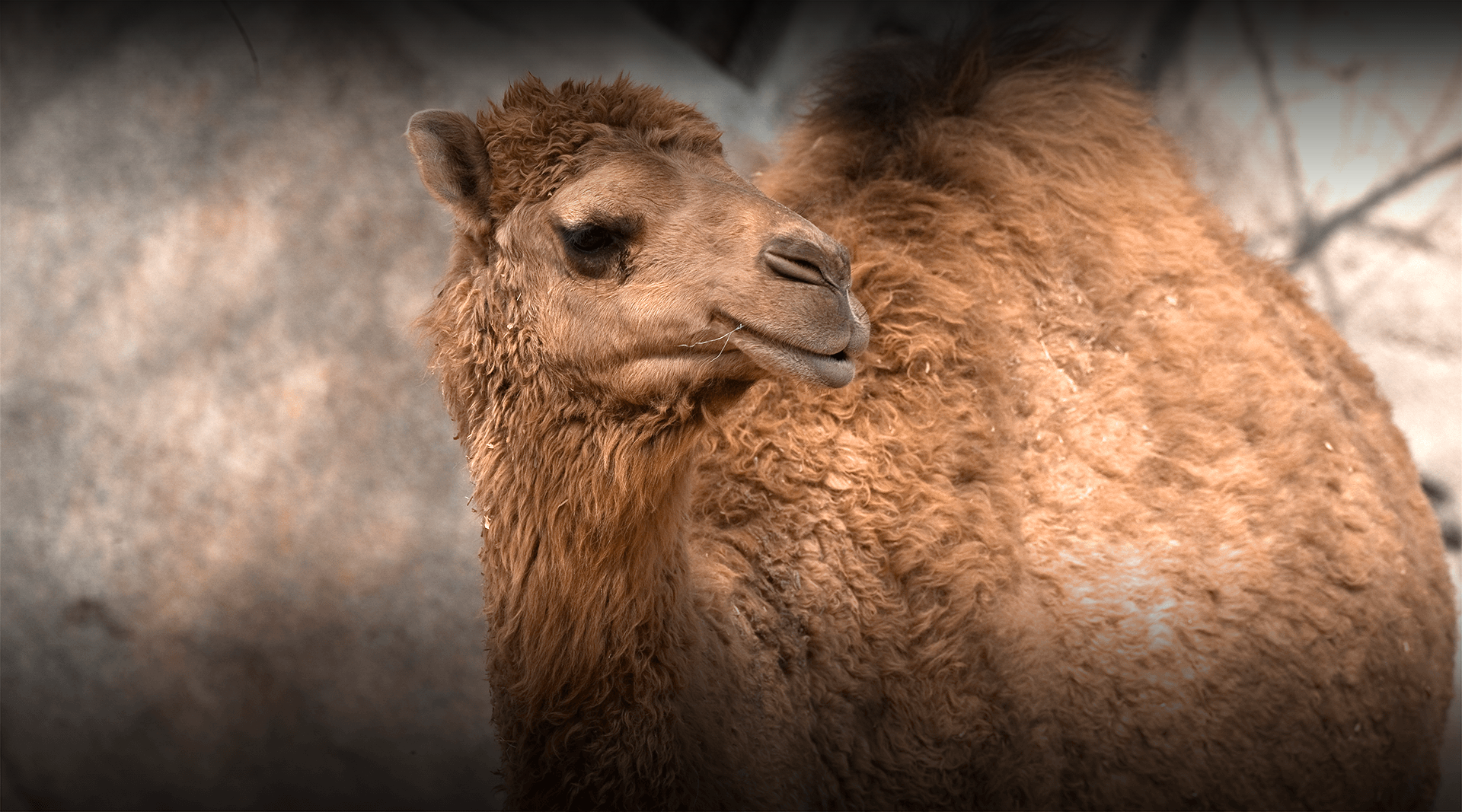 Camel stands and looks left. 