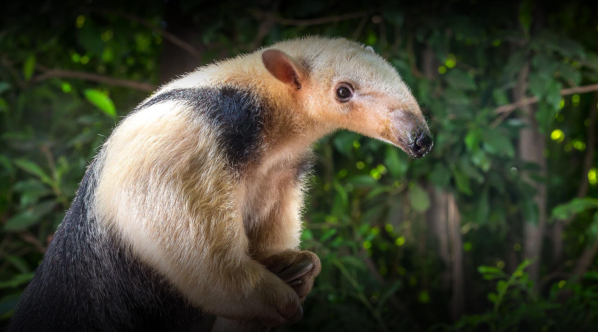 tamandua on a branch