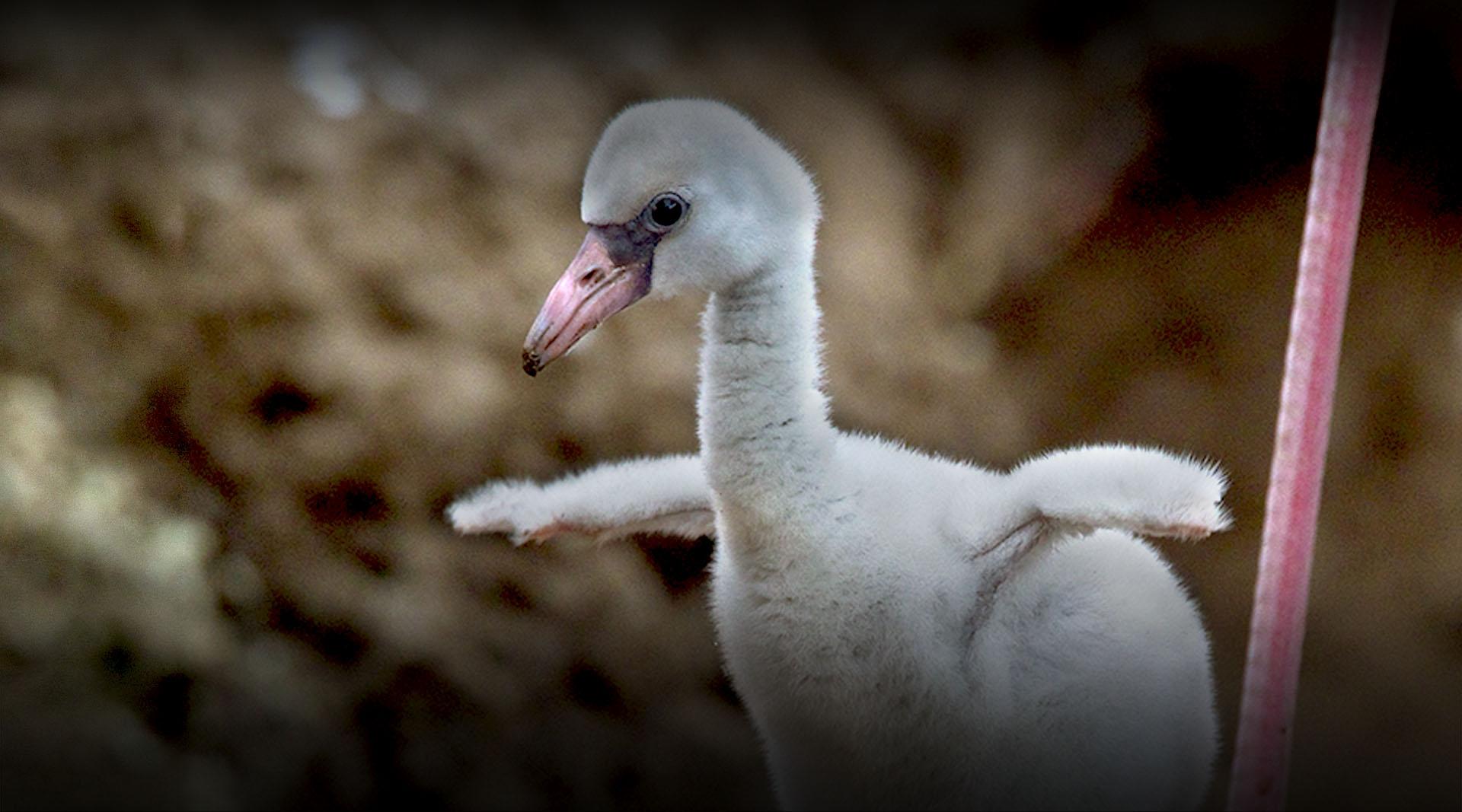 baby flamingo