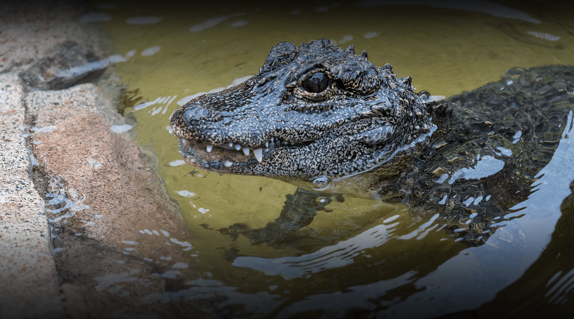 Chinese Alligator sticking its head out of water