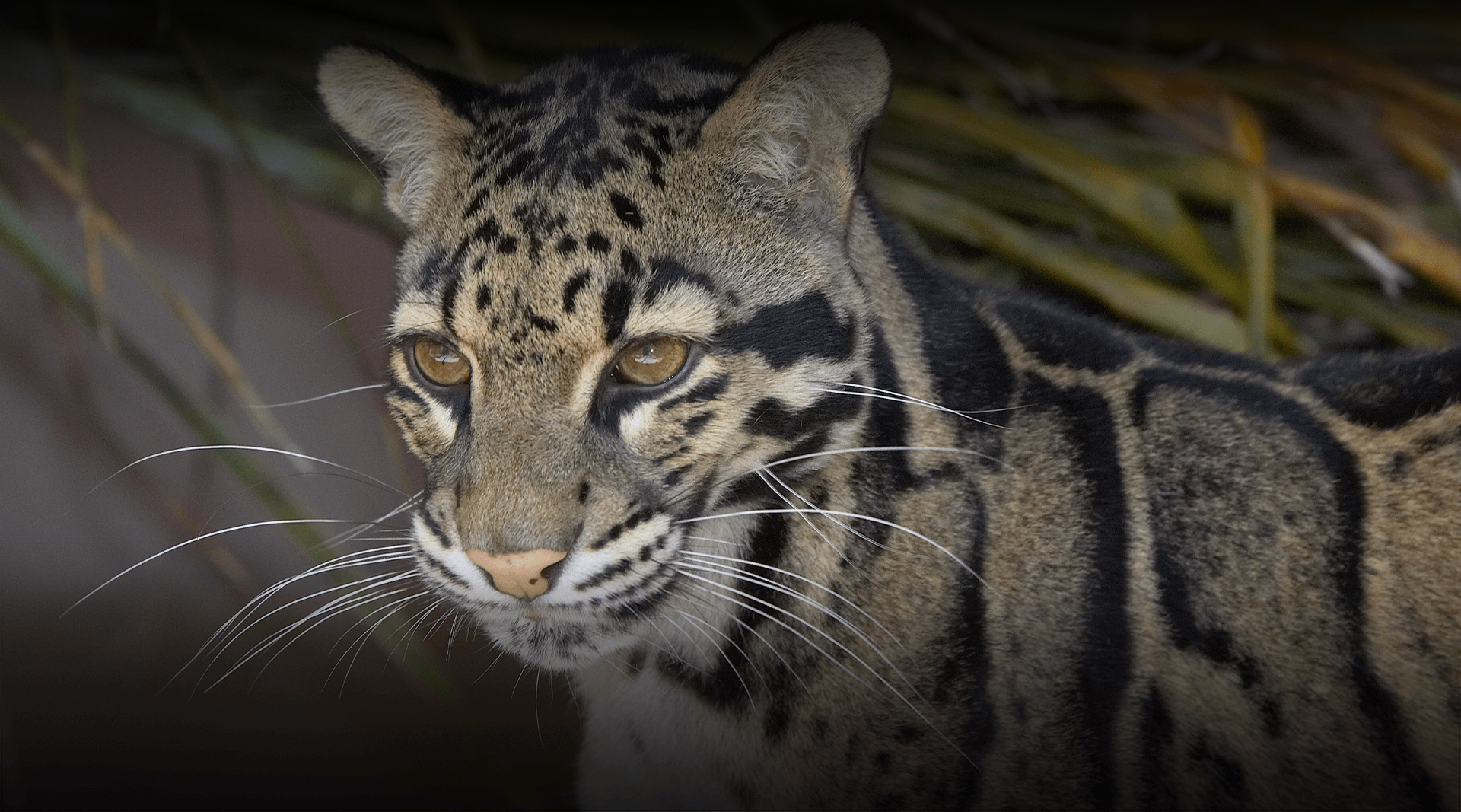 Clouded leopard looks left 