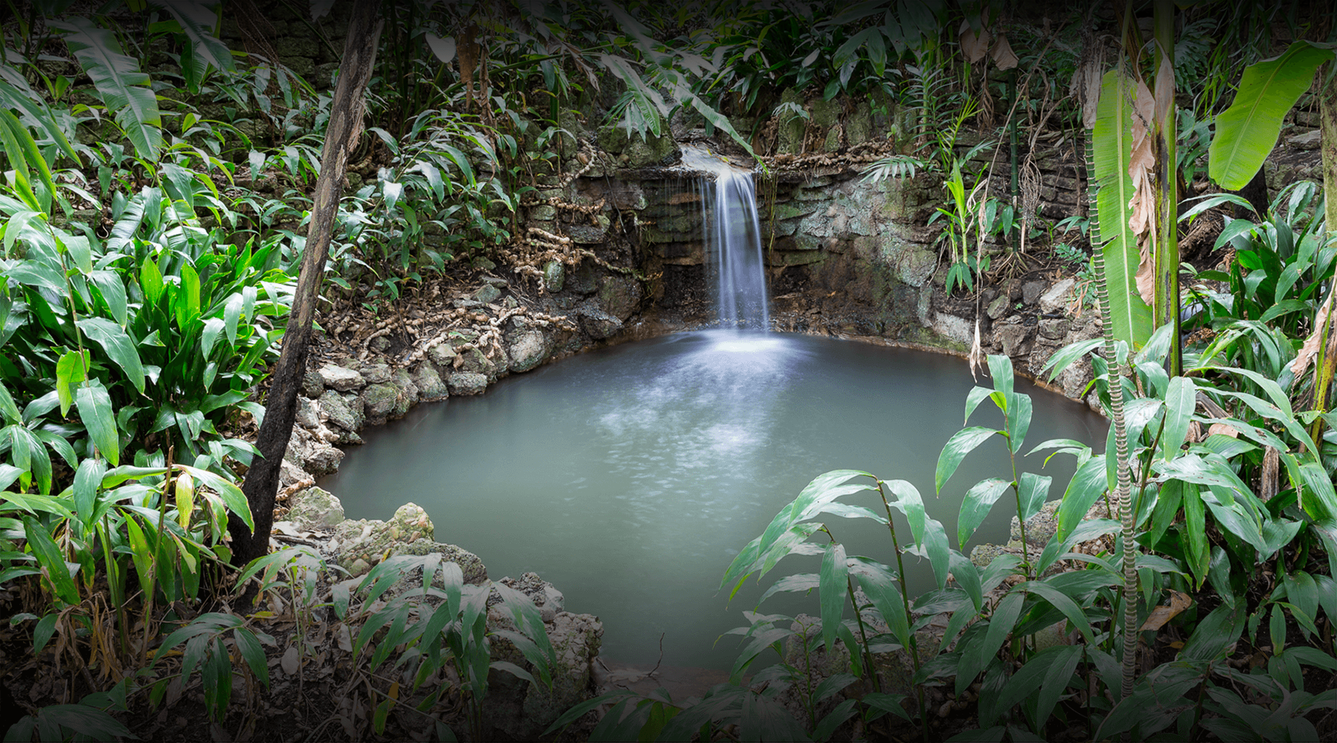 Waterfall surrounded by ferns. 