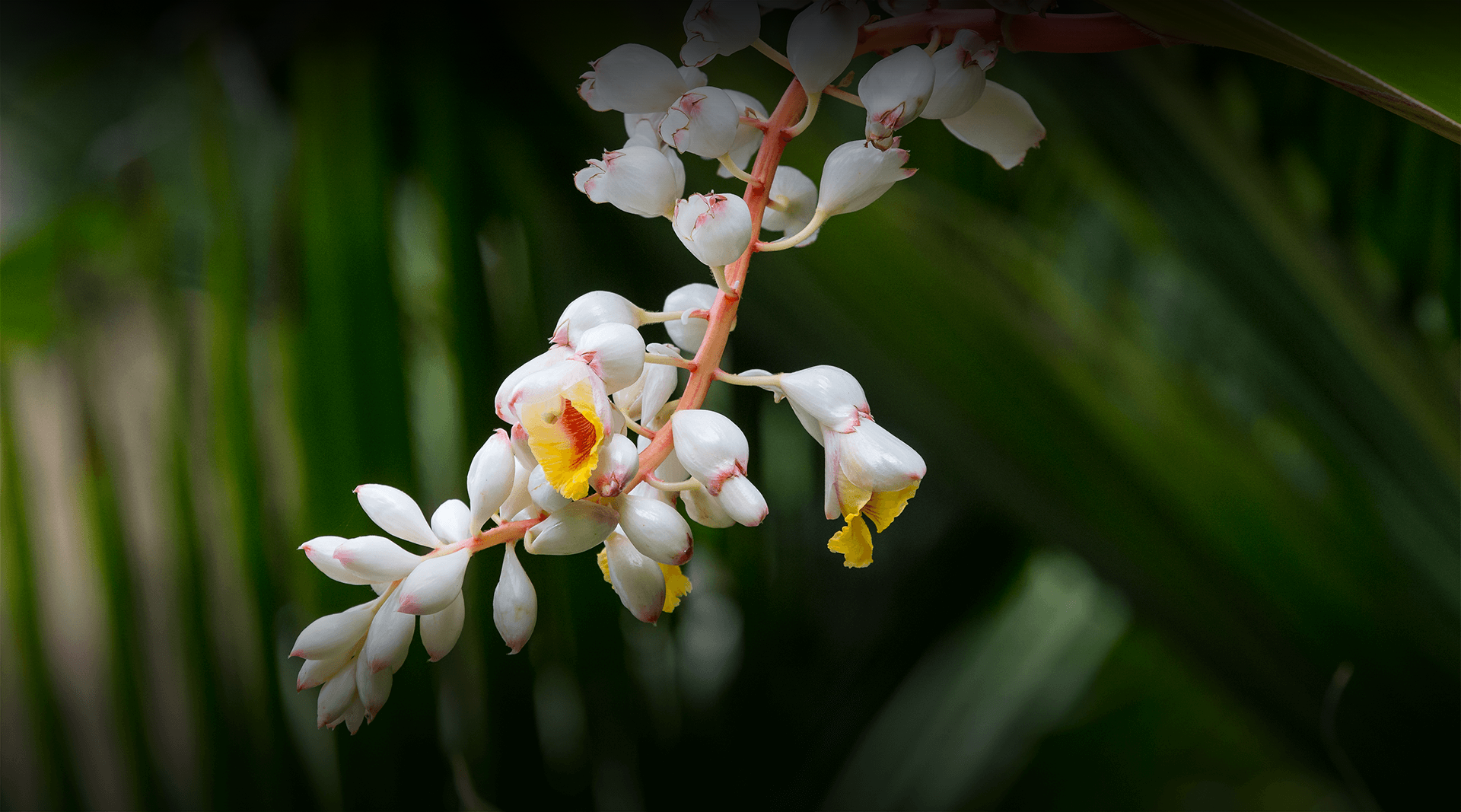Gingers garden at San Diego Zoo. 