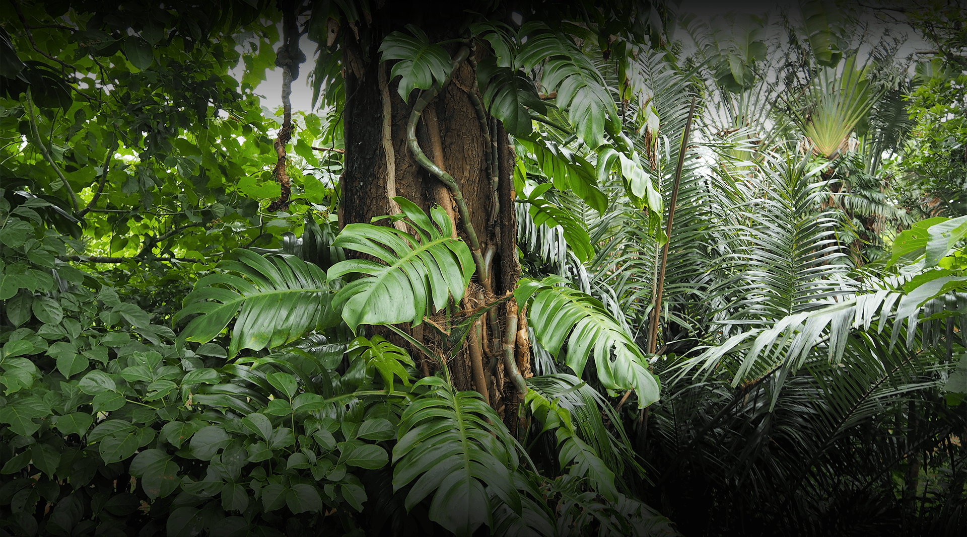 Tropical rainforest 