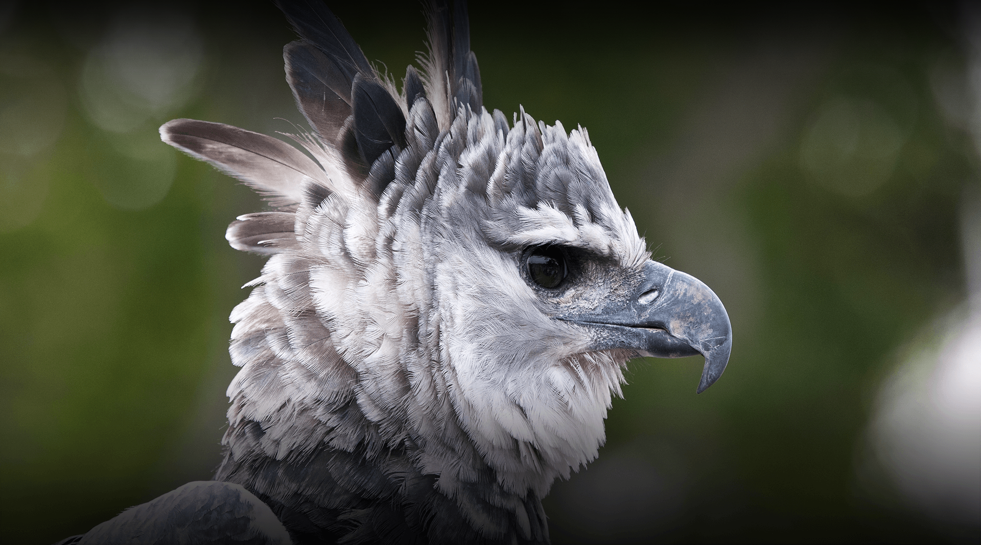 Head of a harpy eagle looking right. 