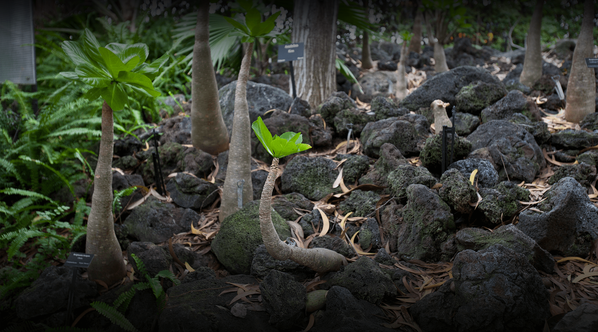 Hawaiian plants amongst lava rocks. 