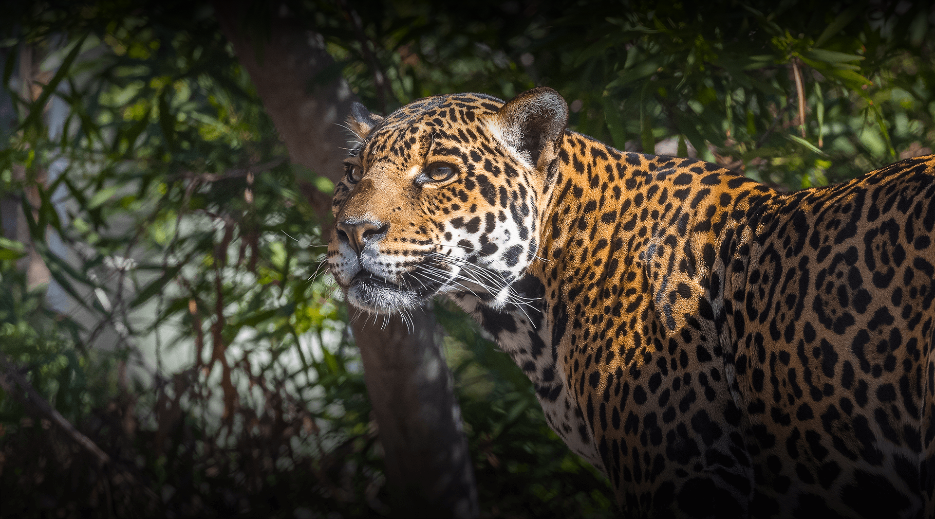 Jaguar looking left.