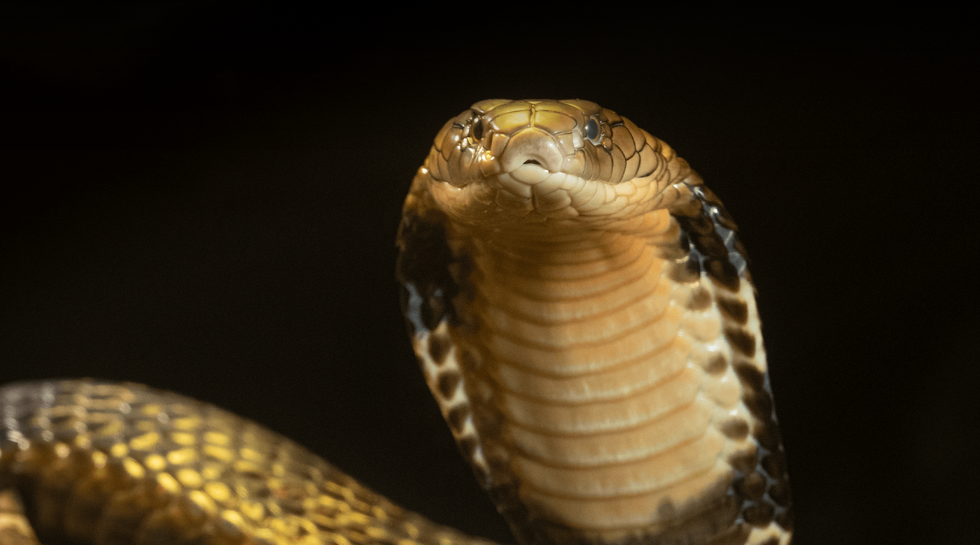 King cobra head looking at the camera