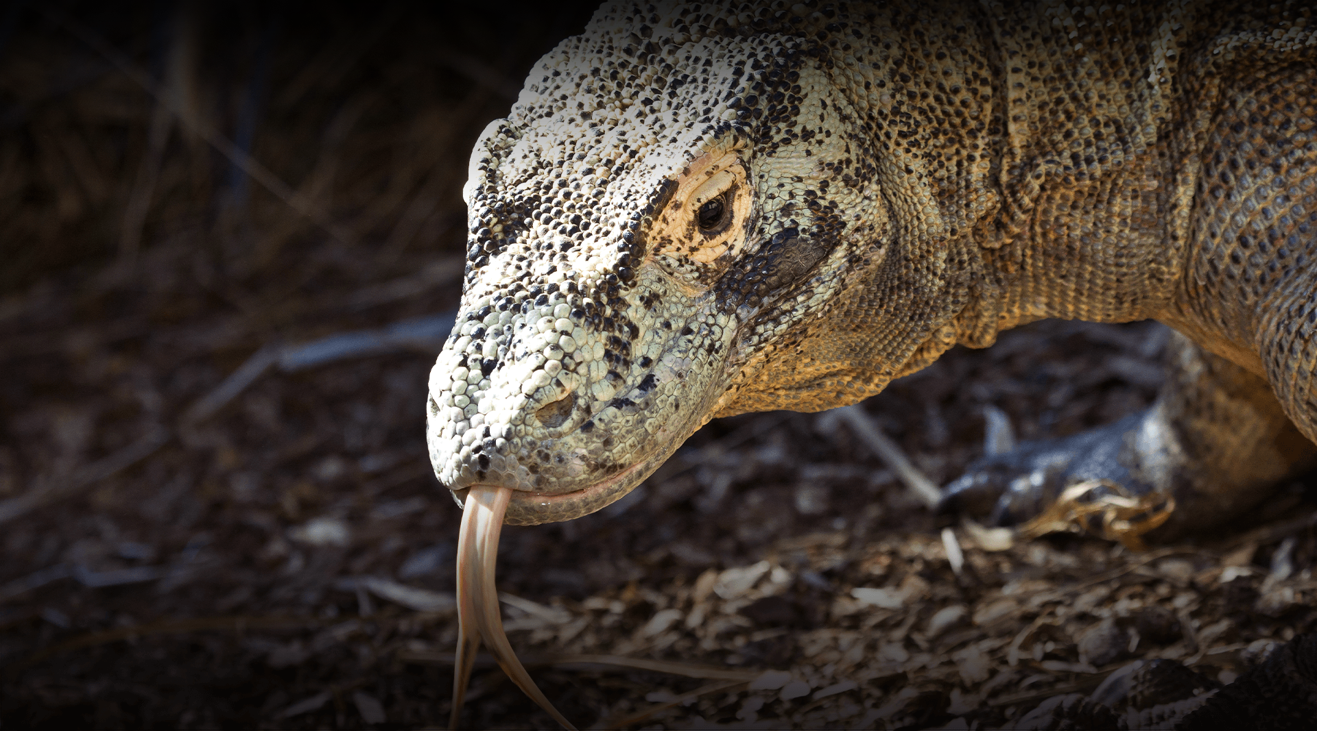 Komodo dragon looking at camera with tounge out. 