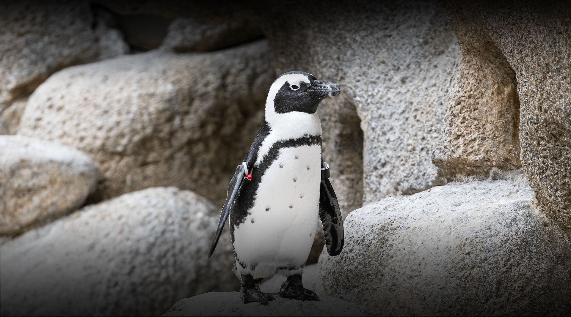 Penguin standing, looking right