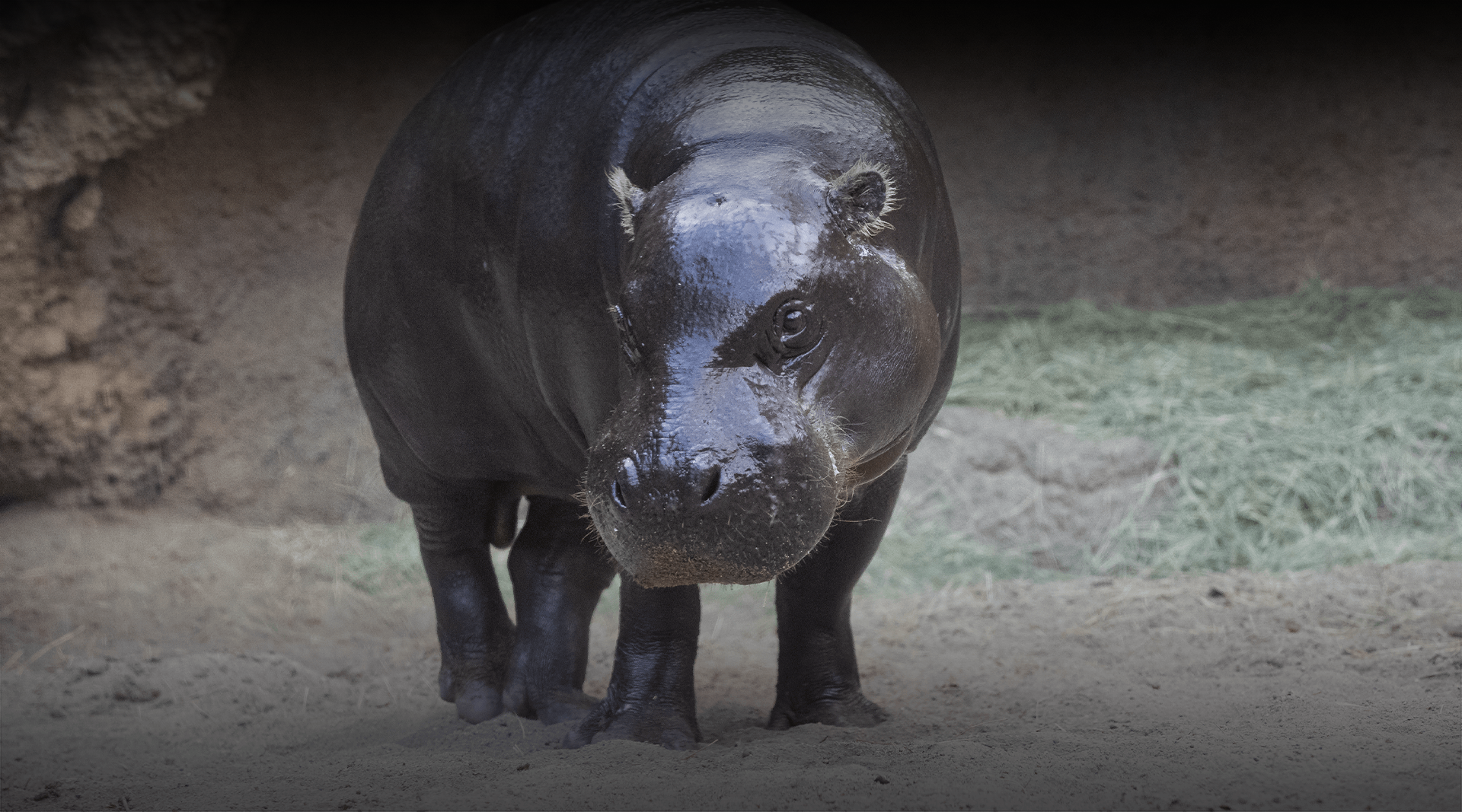 Pygmy Hippopotamus stands and looks at the camera