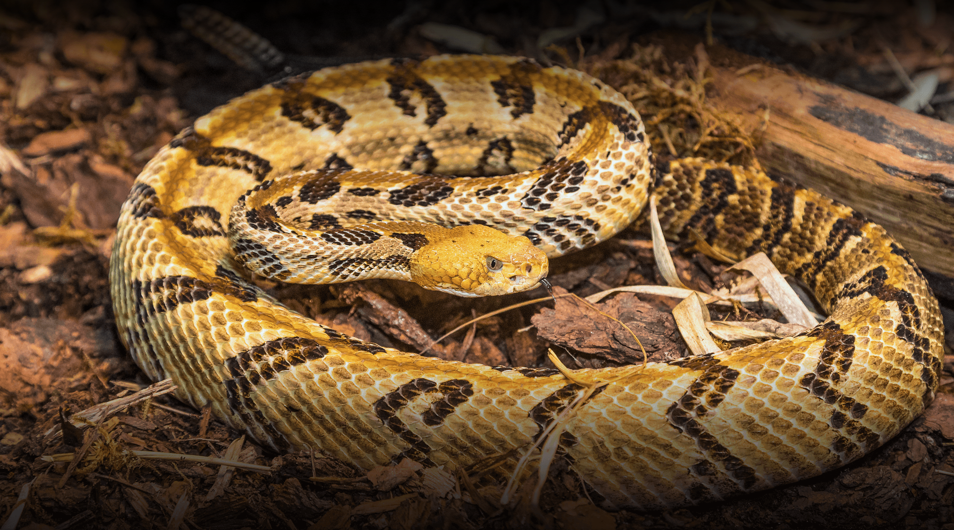 Rattlesnake coiled up. 