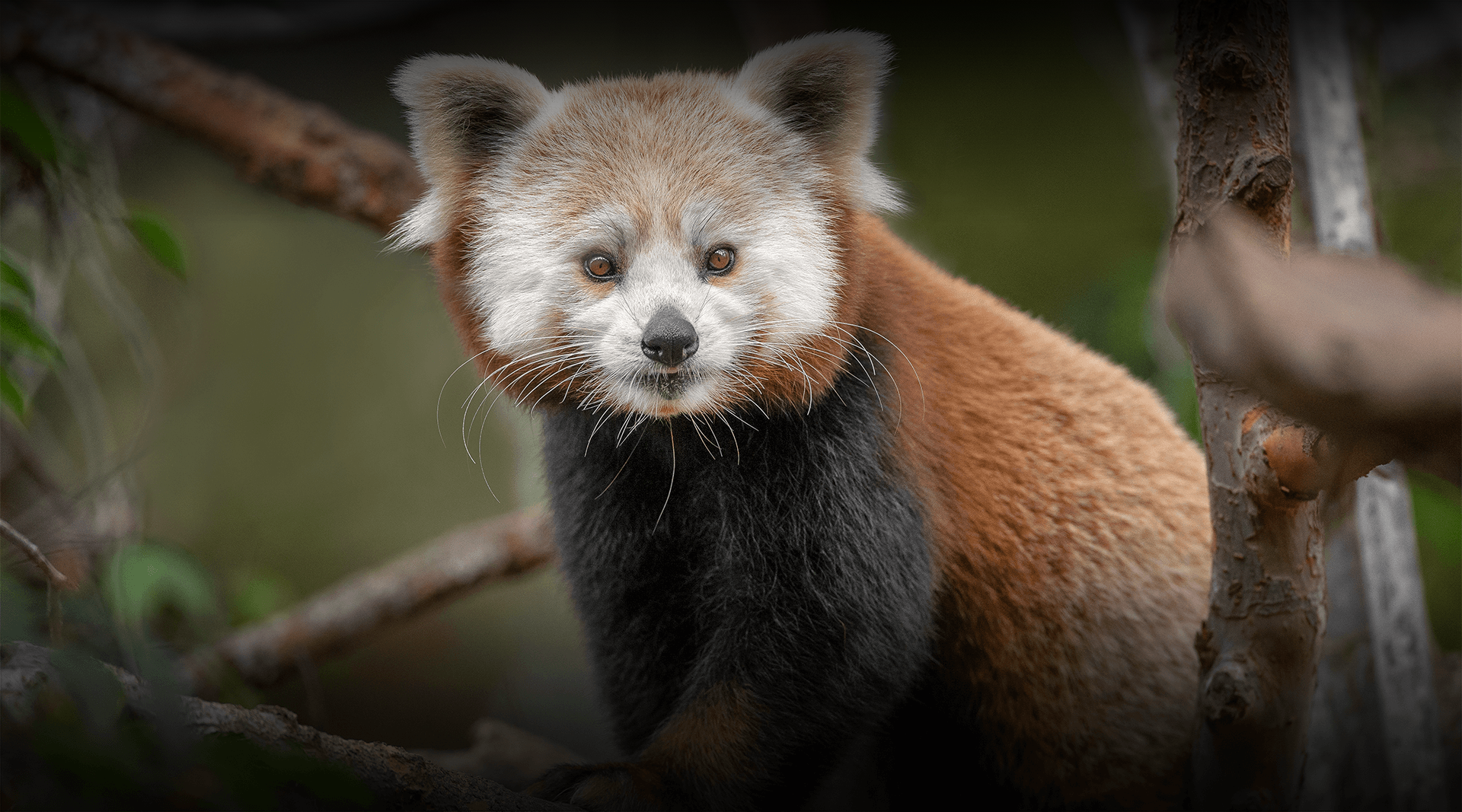 Red panda stands on a branch and looks at camera. 
