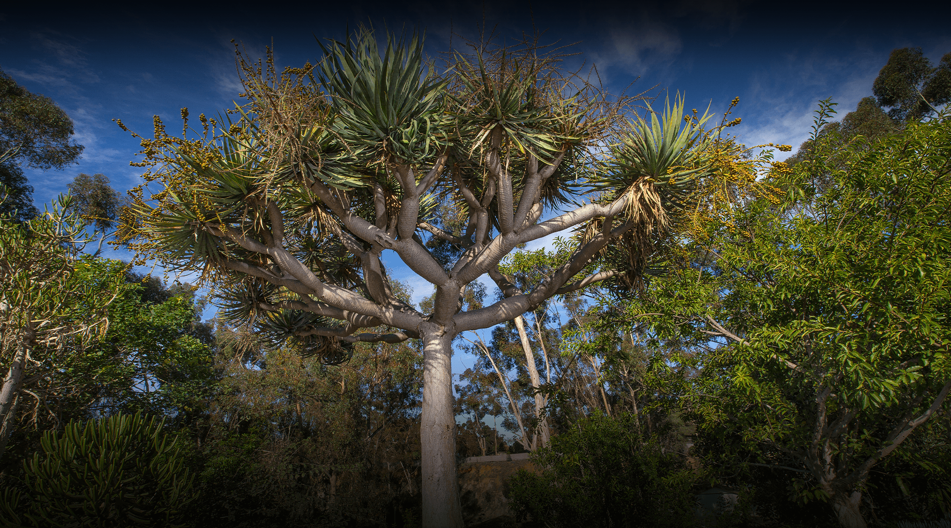 Reptile Mesa garden at San Diego Zoo