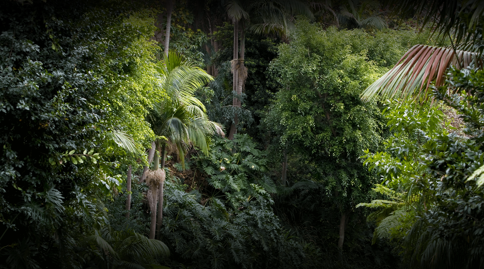 Tiger trail gardens at the san diego zoo. 