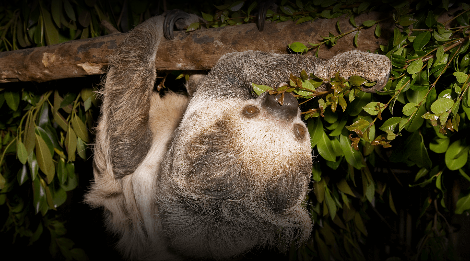 Sloth hangs from a branch and eats leaves. 