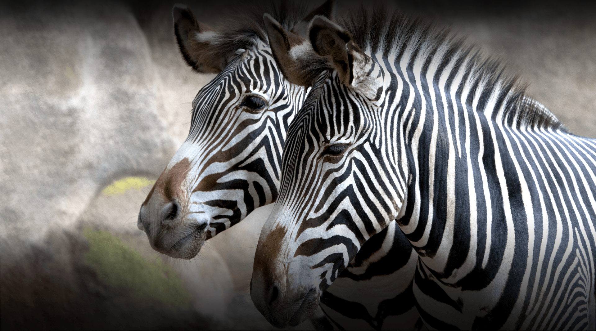 Two zebras stand and look left