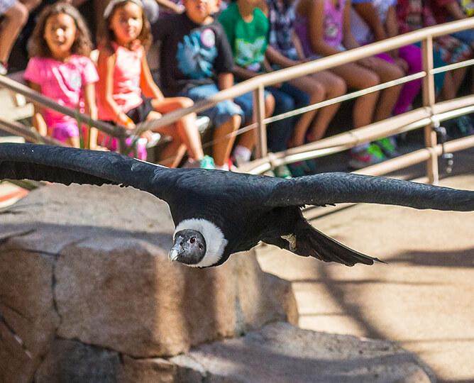 Wildlife Presentations