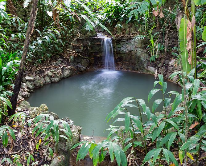Plants and small waterfall into body of water