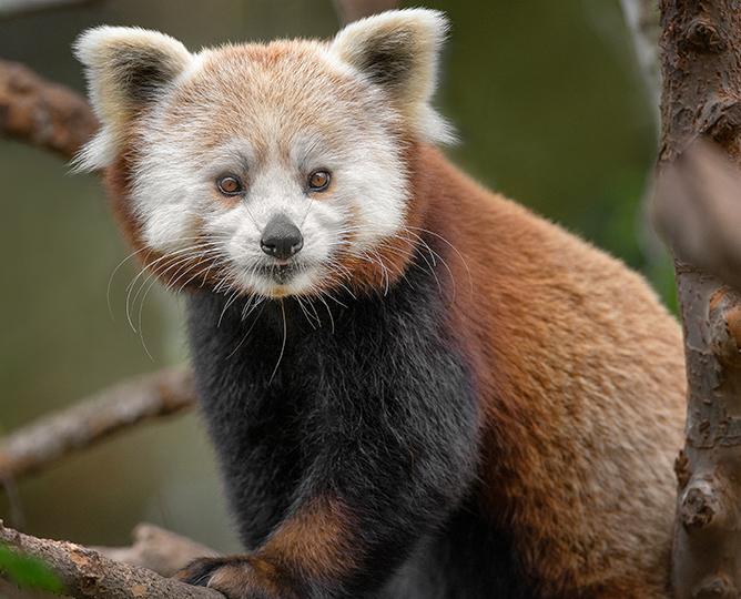 red panda on a branch