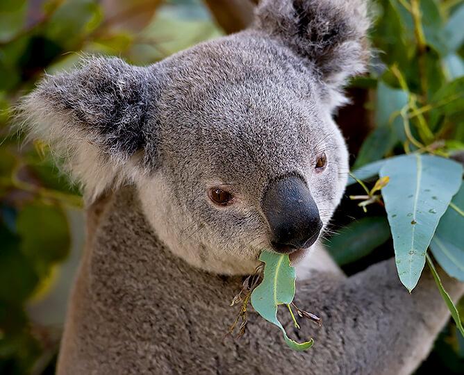 Koala eating a eucalyptus leaf