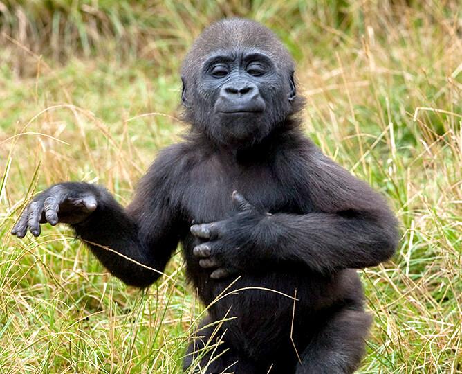Young gorilla