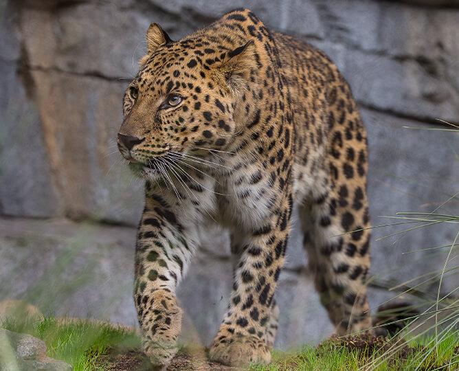 Amur Leoprd