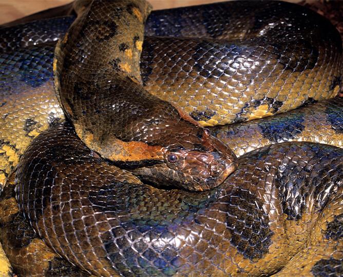 Anaconda coiled up. 