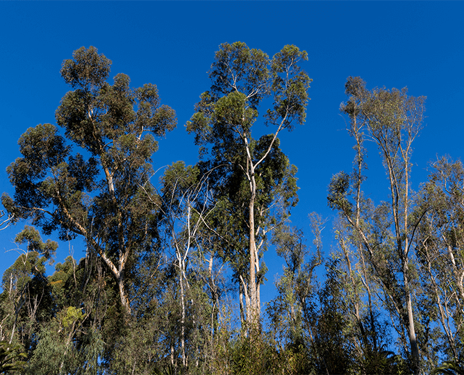 Australian gardens at San Diego Zoo